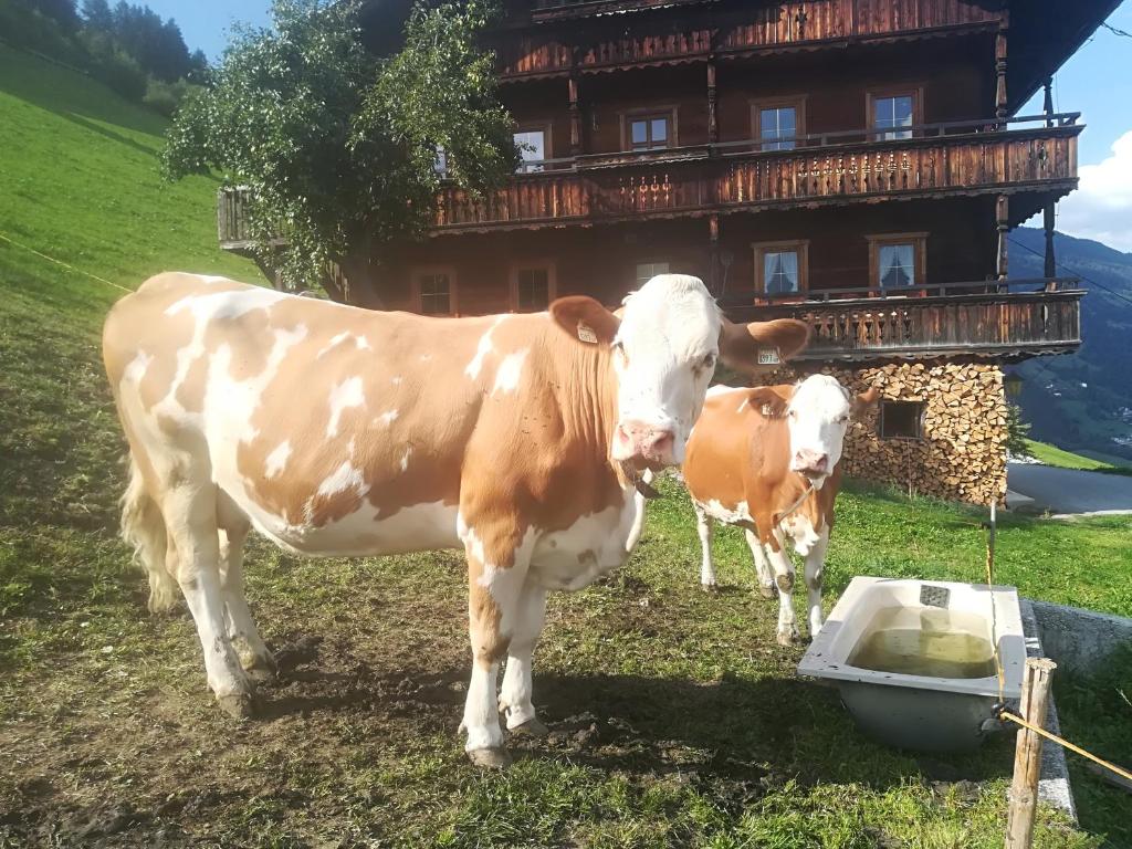 Zvieratá v dovolenkovom dome alebo blízkom okolí