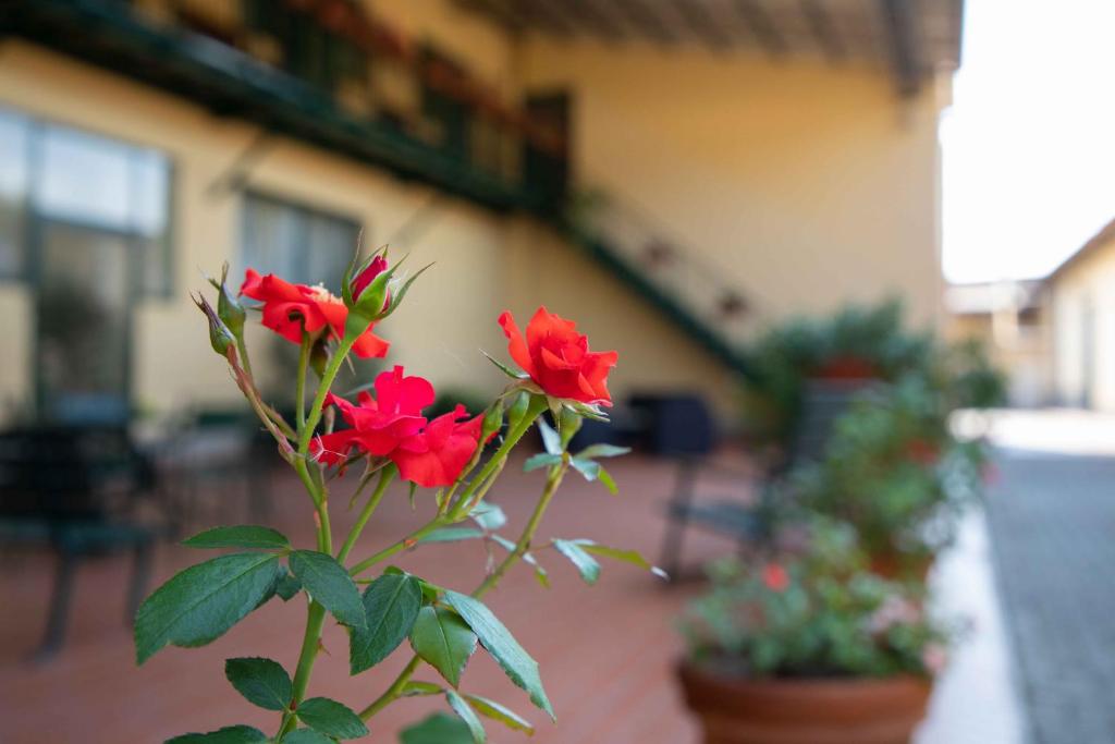 Ogród w obiekcie Al Frantoio Maddii Levane bed and breakfast