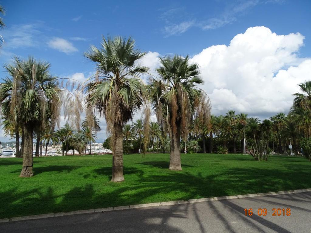 a group of palm trees in a green park at Palm beach Cannes Azur in Cannes