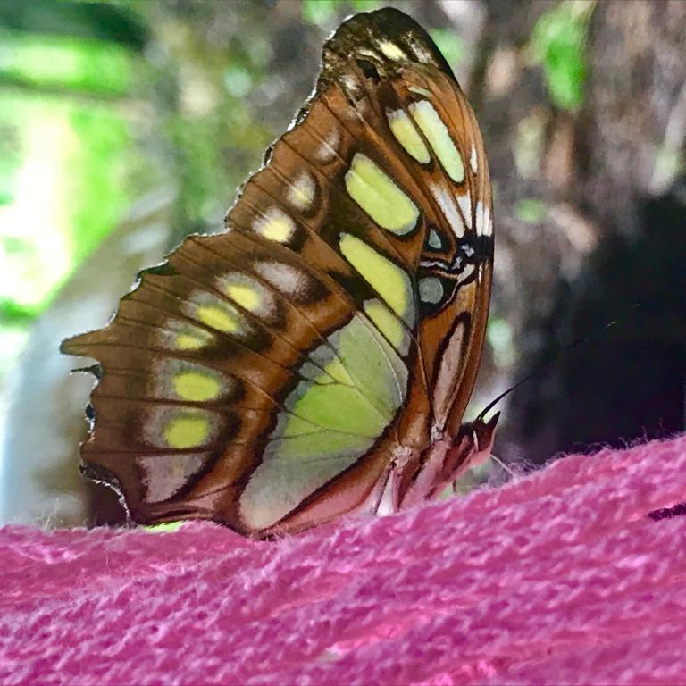 a butterfly sitting on top of a pink flower at NuestraMadreTierra in La Esperanza