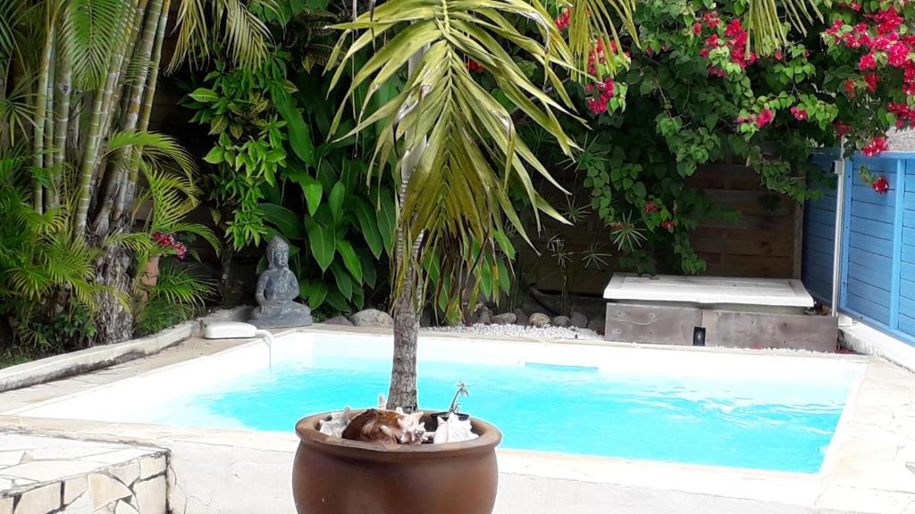 una palmera en una olla junto a una piscina en Villa BonBon Siwo en Le Diamant
