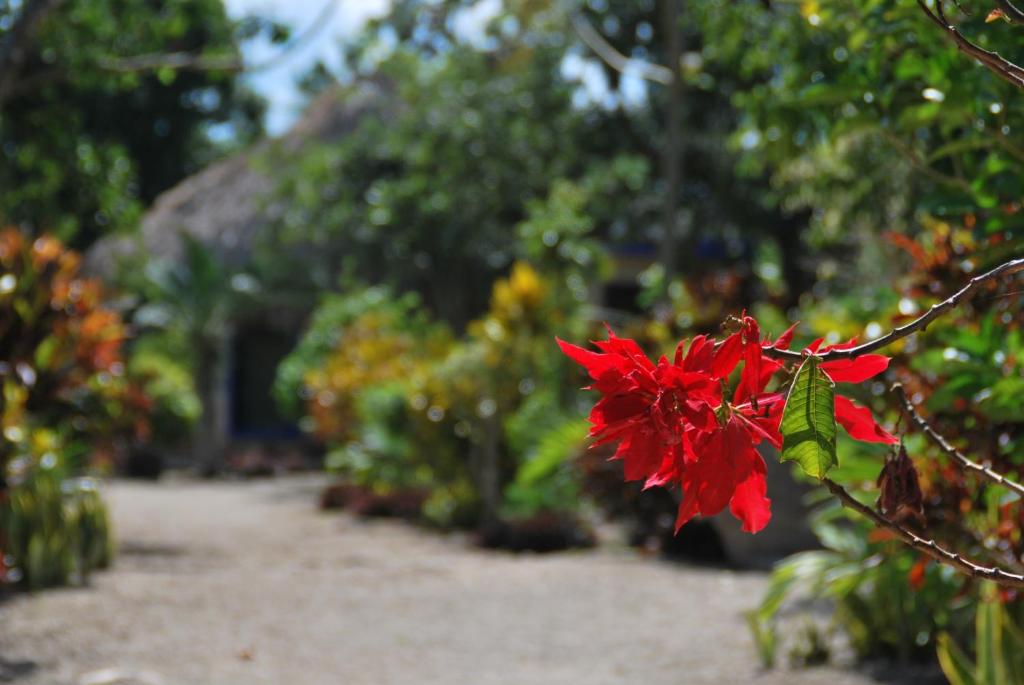 Zahrada ubytování Villas Ecotucan