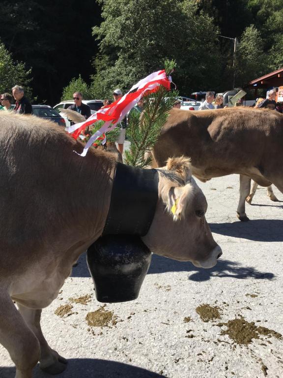Zvířata v prázdninového domu nebo okolí