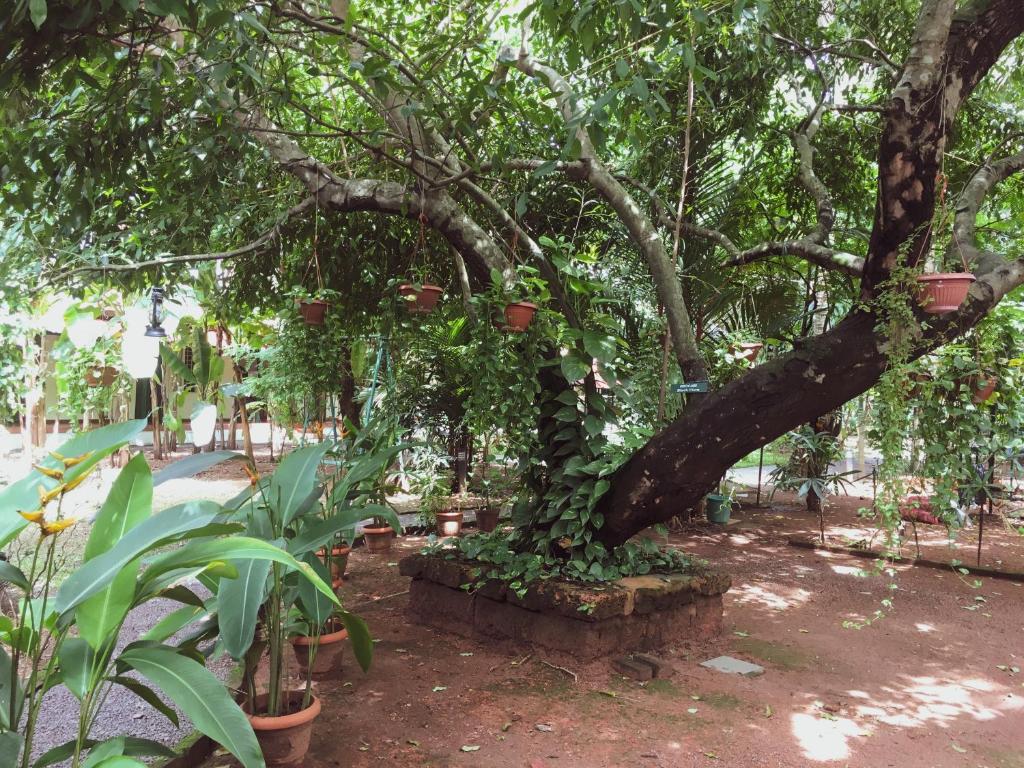 Zahrada ubytování Palm Grove Service Villa