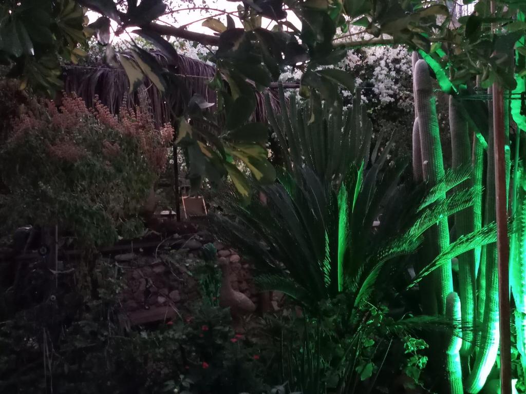 Zahrada ubytování Mystery Garden Guest House