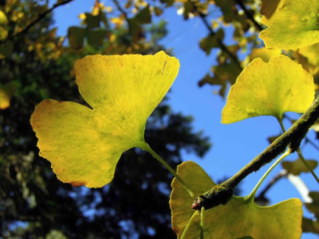 Zahrada ubytování Ginkgo Hotel