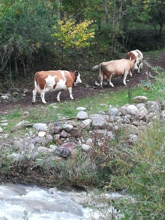 Zvířata v penzionu nebo okolí