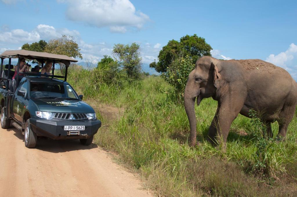 Gallery image of Mahoora - Udawalawe by Eco Team in Udawalawe