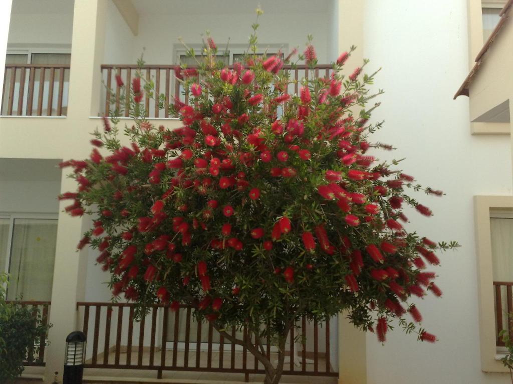 a christmas wreath hanging on the side of a building at Aktea Beach Village in Ayia Napa