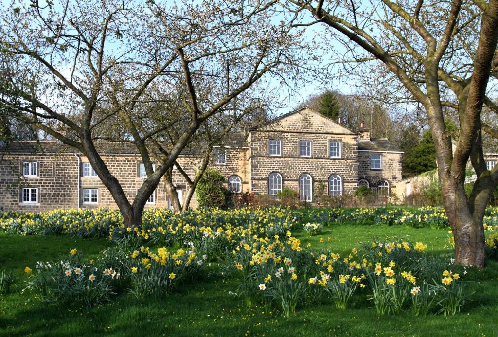 a garden of daffodils in front of a house at Harewood Estate Cottages in Harewood