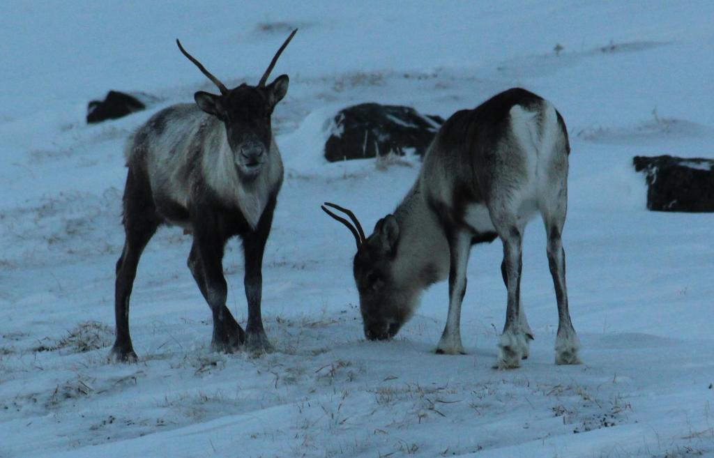 two animals standing next to each other in the snow at Studio 22 in Reyðarfjörður