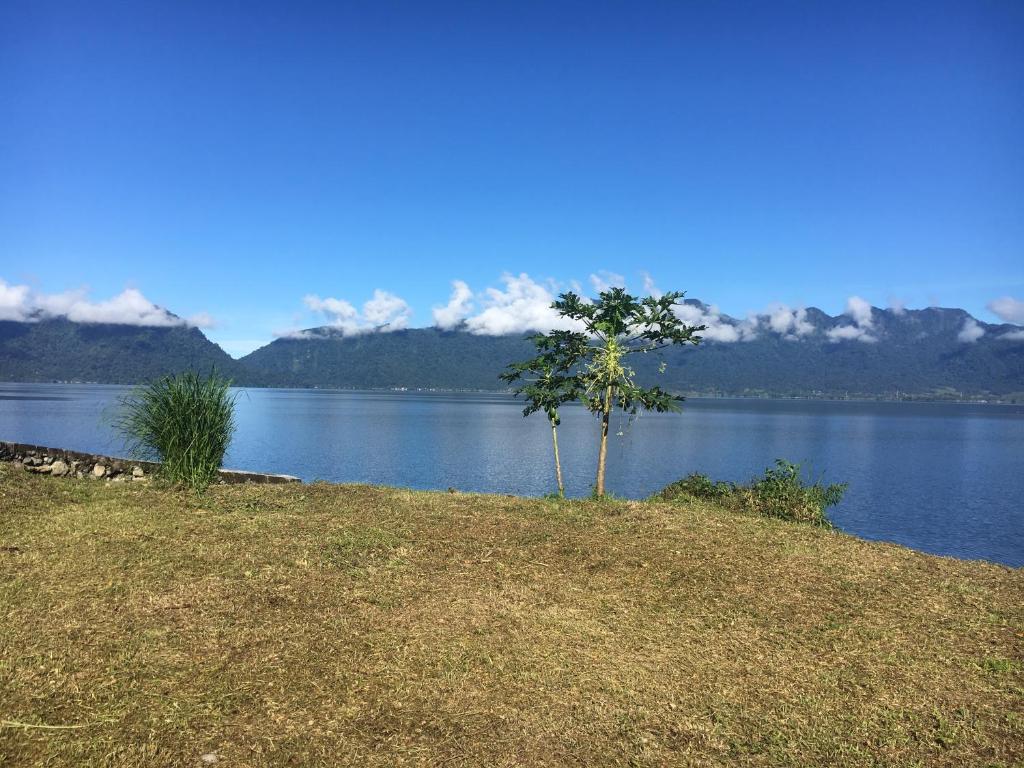 a tree on the edge of a body of water at Eka's Bungalows in Maninjau