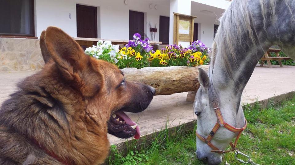 Domáce zviera alebo zvieratá hostí v ubytovaní El Carrascal, 2 Llaves, Rural