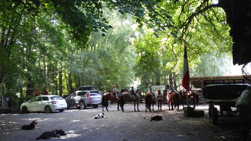 Animales en la casa o chalet o alrededores
