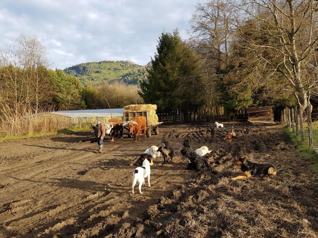 Animales en la casa o chalet o alrededores