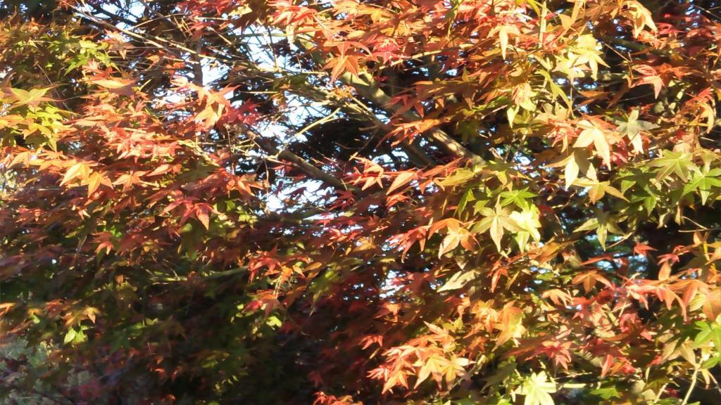 a tree with red and green leaves on it at Rainbow Bridge B&amp;B in Sanzhi