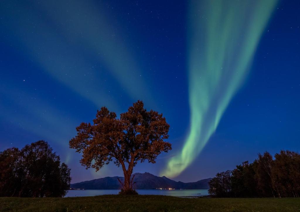 een afbeelding van een boom in een veld met het noorderlicht bij Arctic Garden in Lødingen