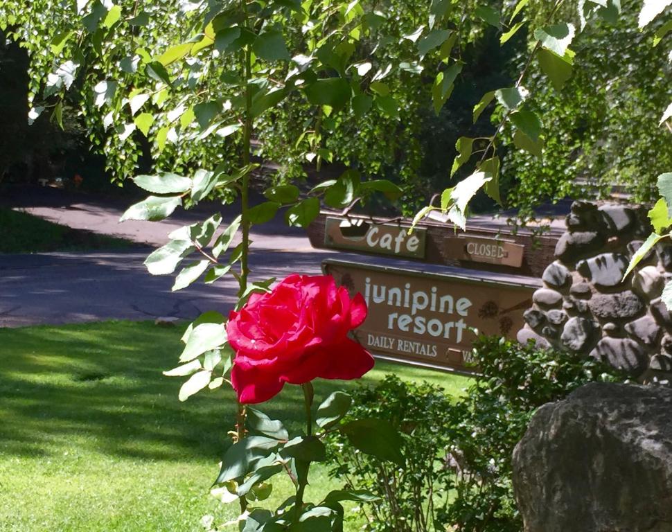a red rose sitting in a garden next to a sign at Junipine Resort in Sedona