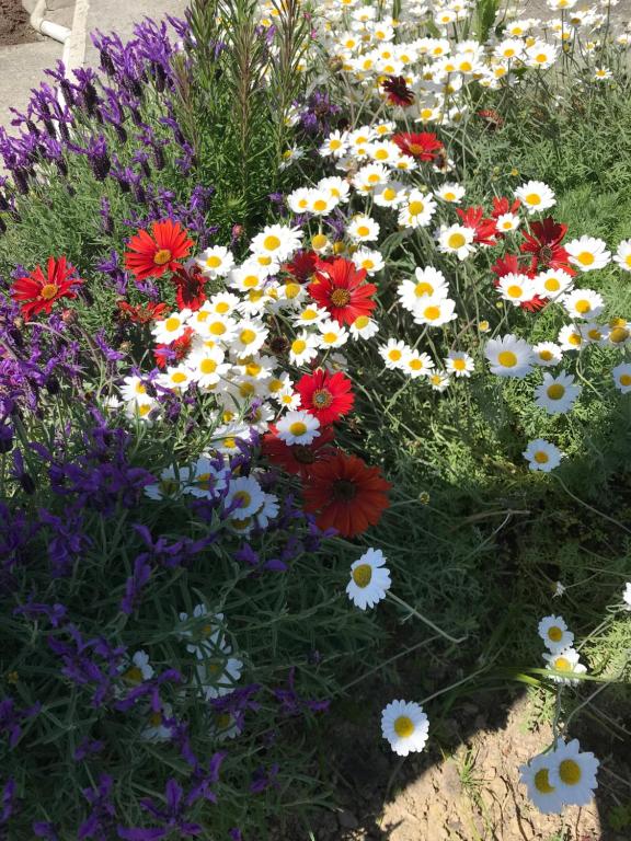 Picton House B&B and Motel - Resim 18