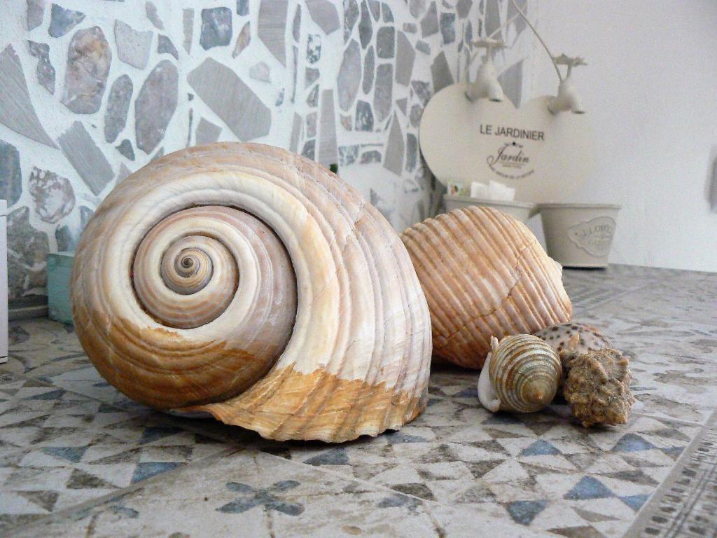 a large snail sitting on a tile floor at AMURIMARI Catania in Catania