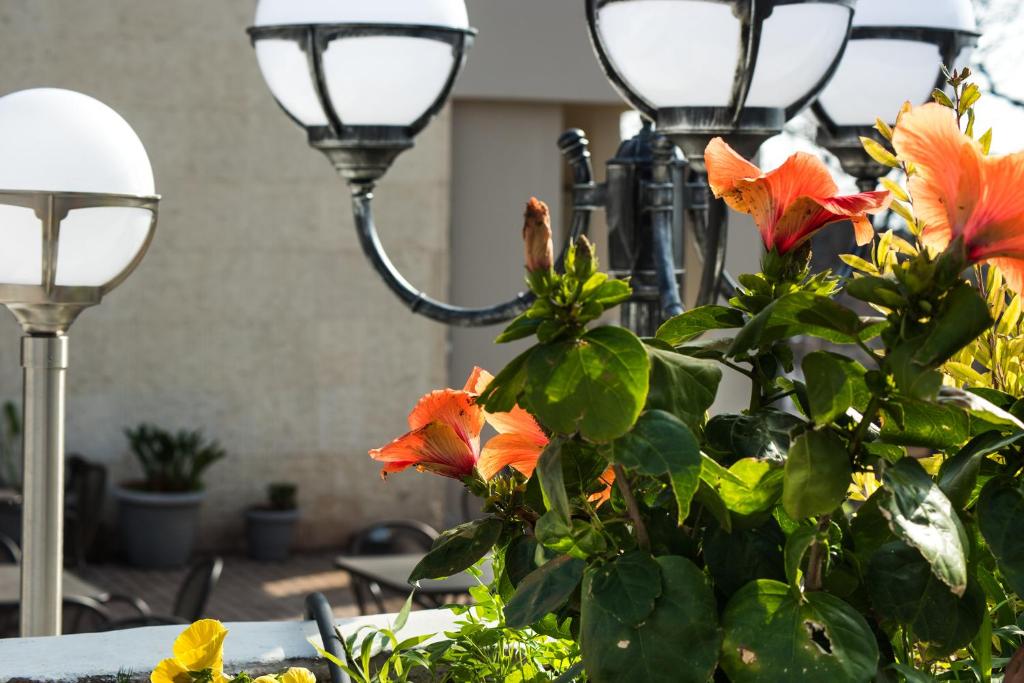 Zahrada ubytování Myrto Hotel