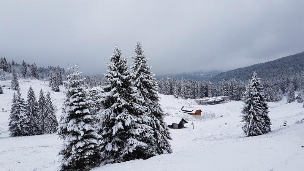 Winter-Nest v zimě