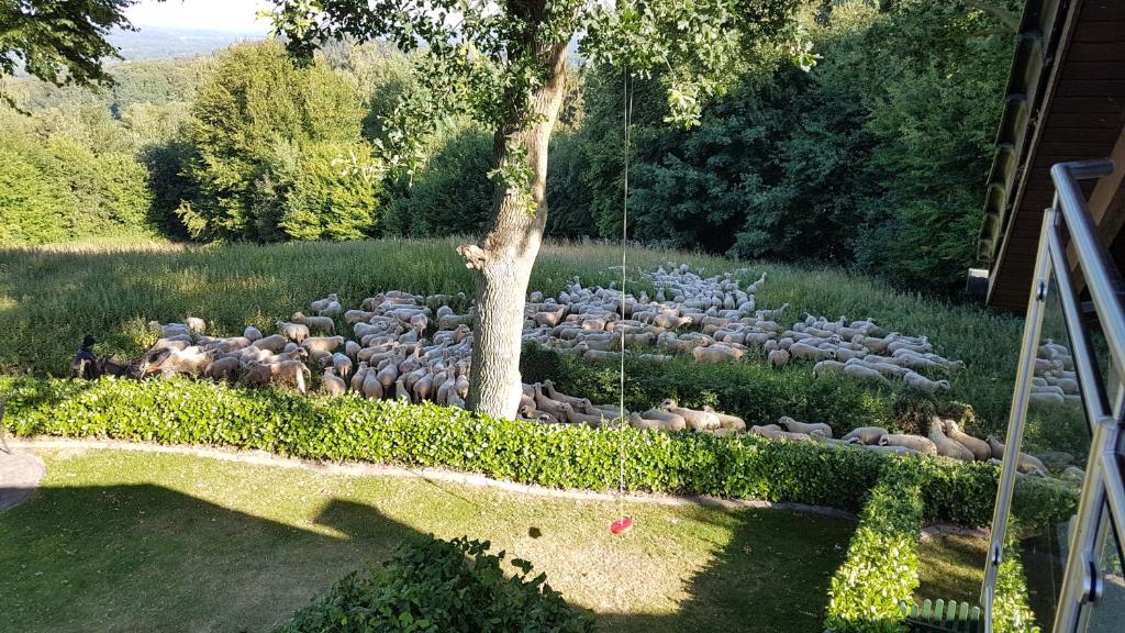 Zahrada ubytování Ferienwohnung "Tecklenburger Augenblicke"