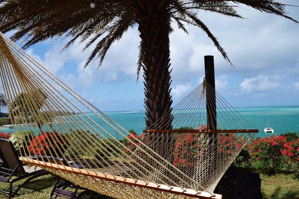 a hammock under a palm tree next to the ocean at Villa Kai in Trou dʼ Eau Douce