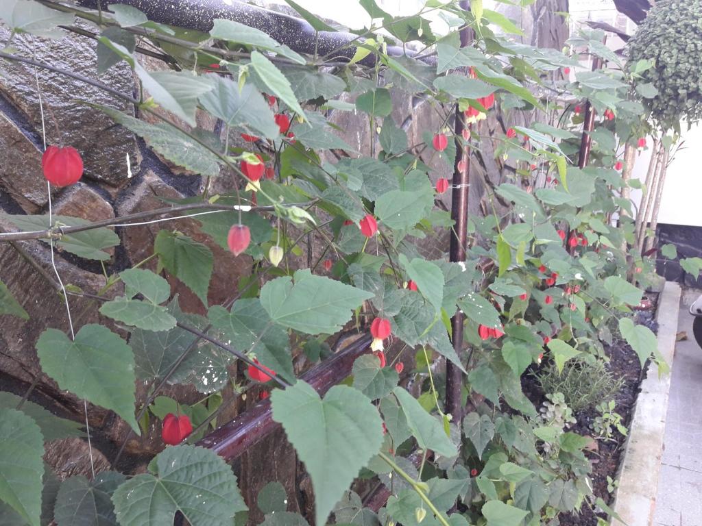 Zahrada ubytování Villa Đăng Nguyên