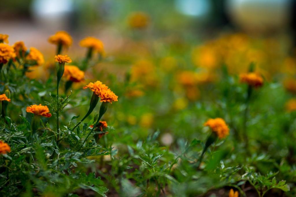 ARTS IN Hotel Conde Carvalhal - Resim 24