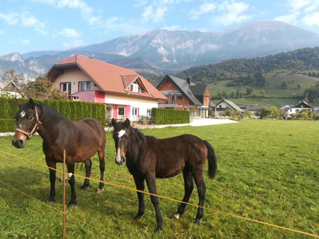 two horses standing in a field with mountains in the background at Apartment Marjetka in Žirovnica
