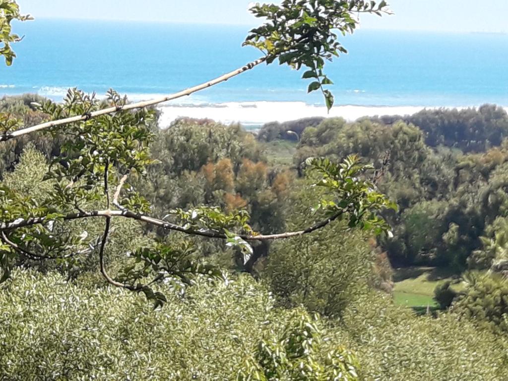 a view of the ocean from a hill with trees at B&B Santo Domingo Chile bed and breakfast ENGLISH SPOKEN Gran Departamento compartido desayuno incluido frente al mar WIFI GRATIS in Santo Domingo