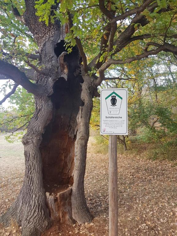 Villa Windschief - 14