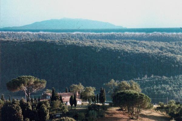 Blick auf einen Wald mit Bäumen und ein Haus in der Unterkunft Agriturismo Le Serre in Riparbella