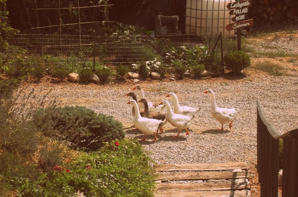 Állatok a vidéki vendégházban vagy a közelben