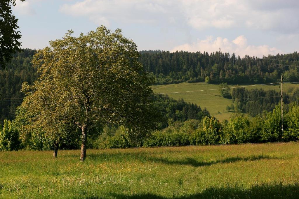Příroda nedaleko hotelu