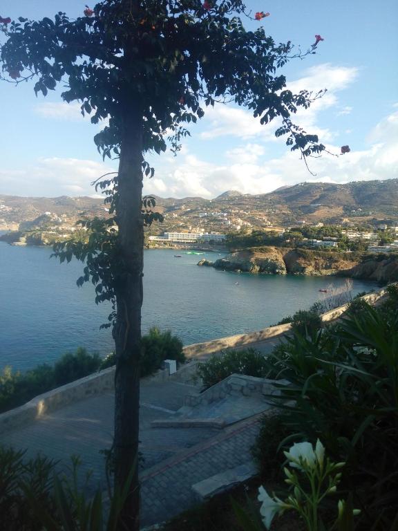 a view of a body of water with a tree at Mary's Studios in Agia Pelagia