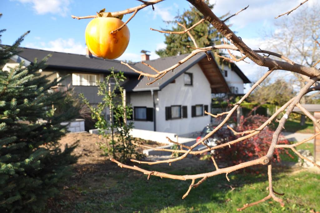 uma maçã pendurada numa árvore em frente a uma casa em Apartment Vodnik em Sveti Jurij ob Ščavnici