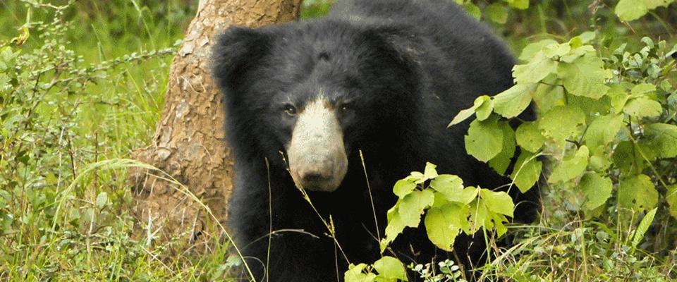 Zvířata v luxury tent nebo okolí