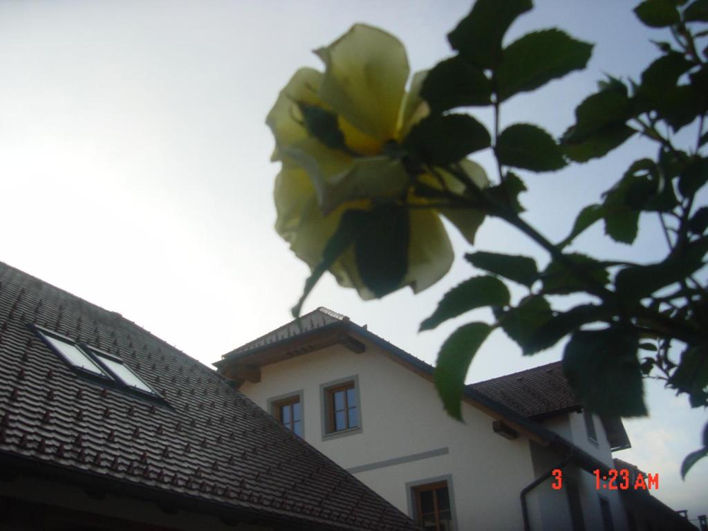 Fotografie z fotogalerie ubytování Apartments Vrdjan v destinaci Cerknica