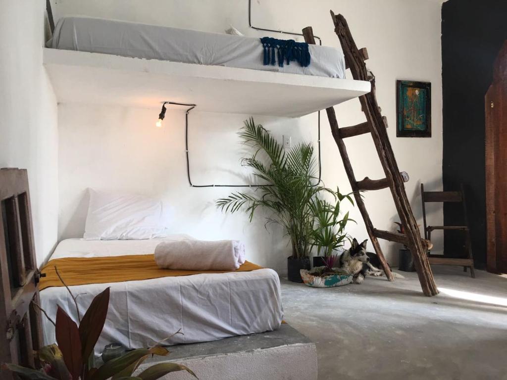 バカラルにあるBlack Jaguar Hostelのベッドルーム1室(二段ベッド2台付)、犬が同じフロアに座っています。