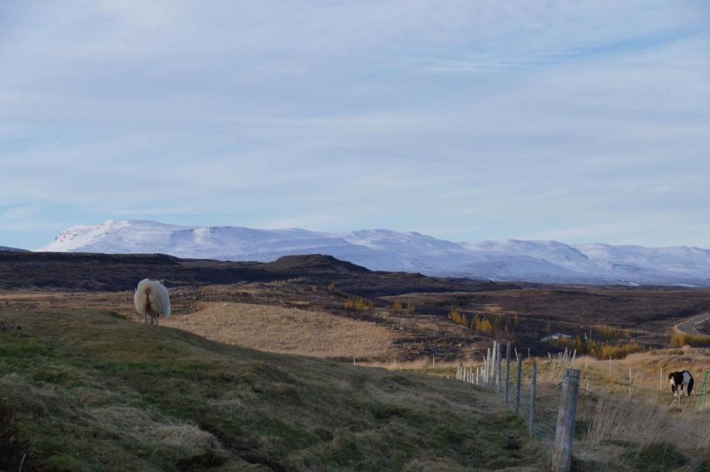 two animals grazing on a hill with mountains in the background at Litlabjarg Guesthouse in Hrafnabjorg