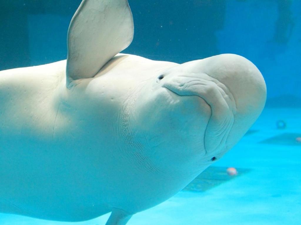 a white dolphin swimming in the water at Kamogawa Sea World Hotel in Kamogawa