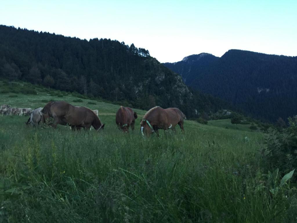 Zvieratá vo vidieckom dome alebo blízkom okolí