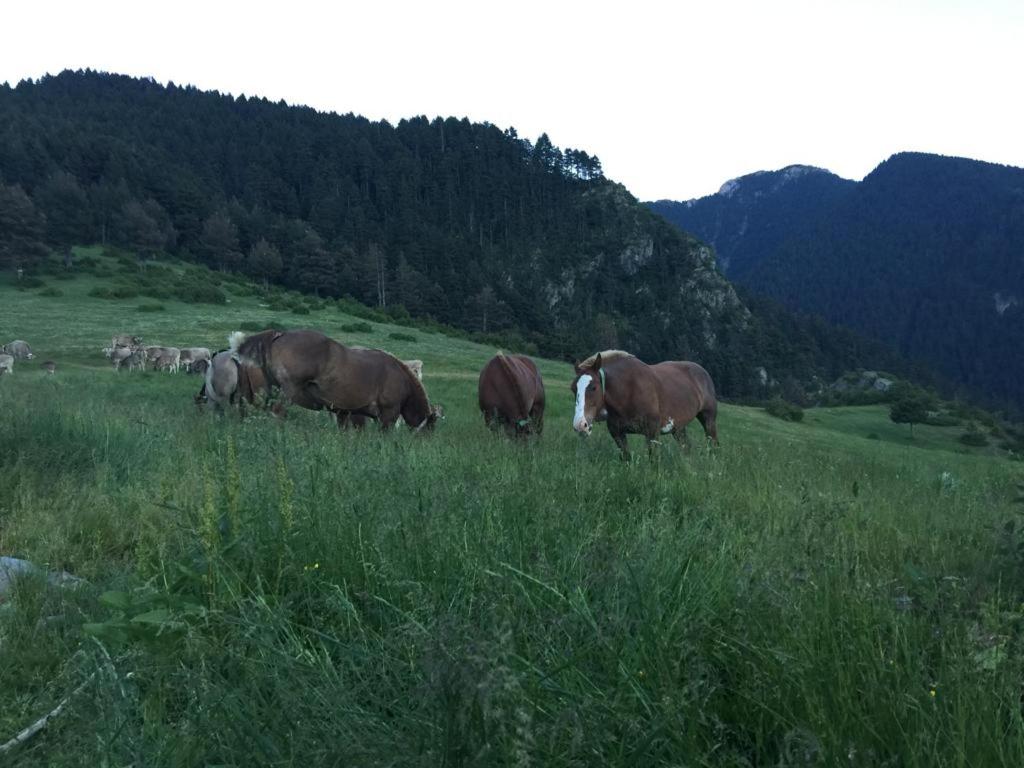 Zvieratá vo vidieckom dome alebo blízkom okolí