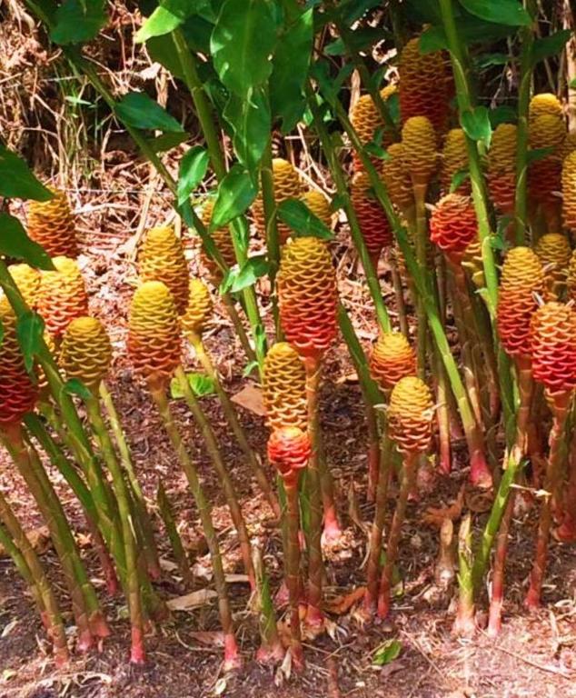 Jardí fora de Tribu EcoHostal