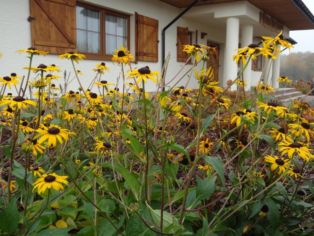 ogród z żółtymi kwiatami przed domem w obiekcie Baba Jagna w mieście Chocimów