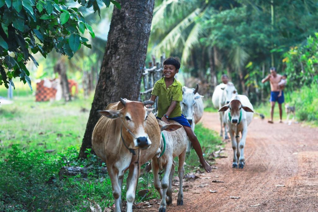 a boy riding on the backs of two cows on a dirt road at Chansor Community Homestay 2 in Phumĭ Réach Born (2)