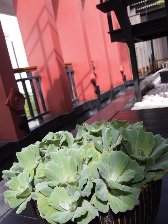 Zahrada ubytování Loogchoob Homestay