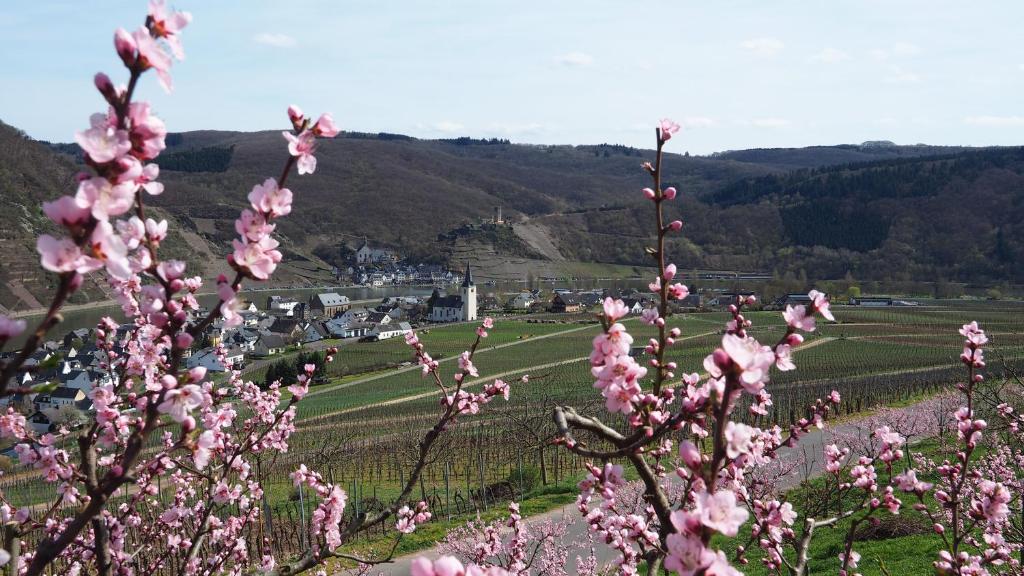 Un mazzo di fiori rosa in un campo di Gästehaus Preuss a Ellenz-Poltersdorf